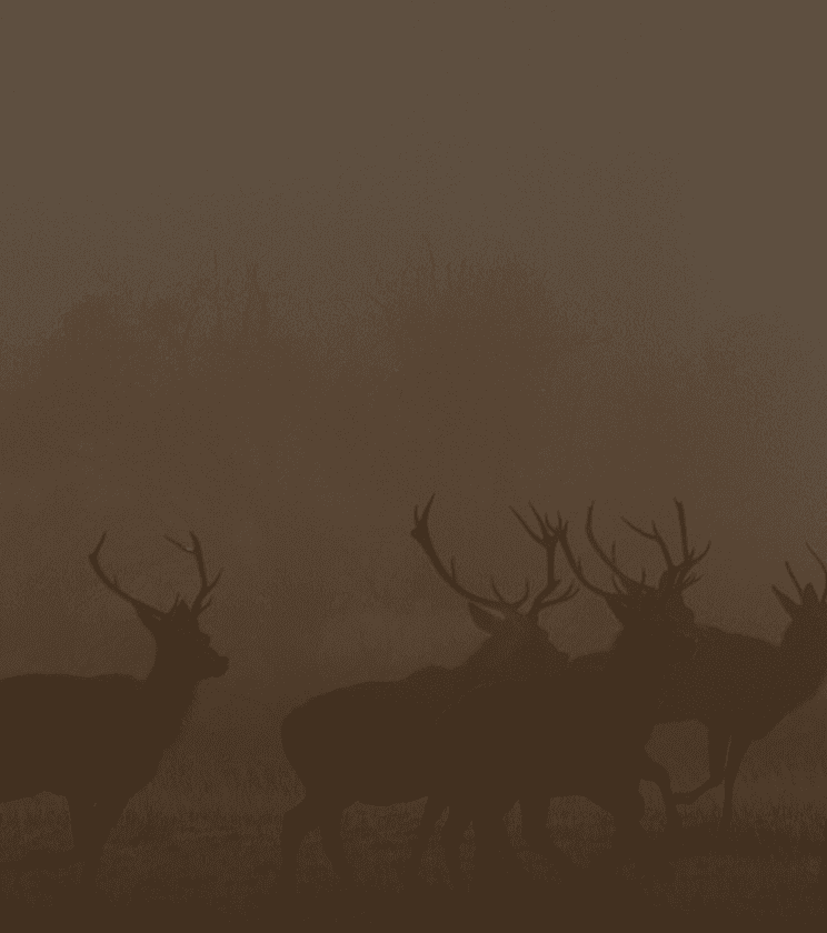 Deer at dusk