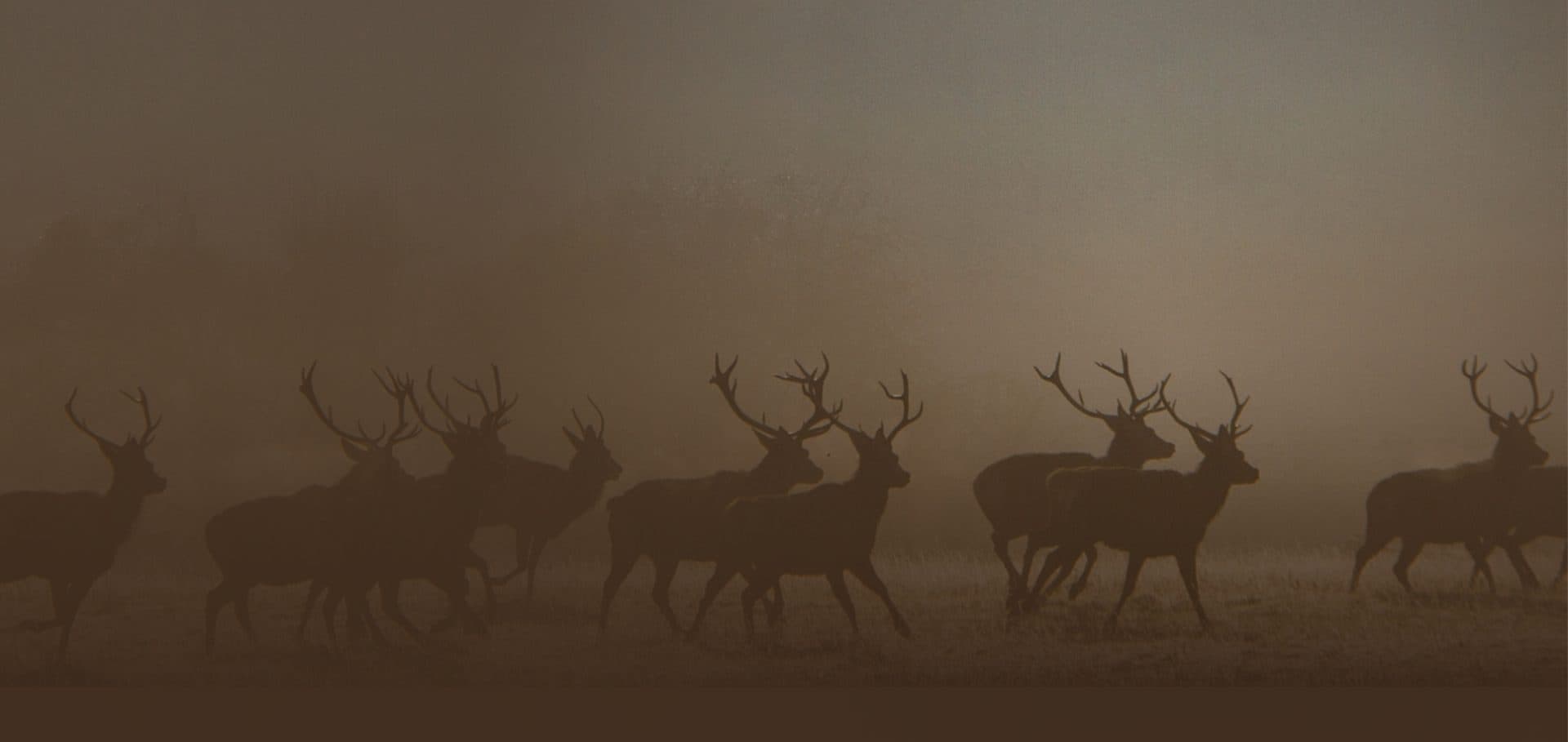 Deer at dusk